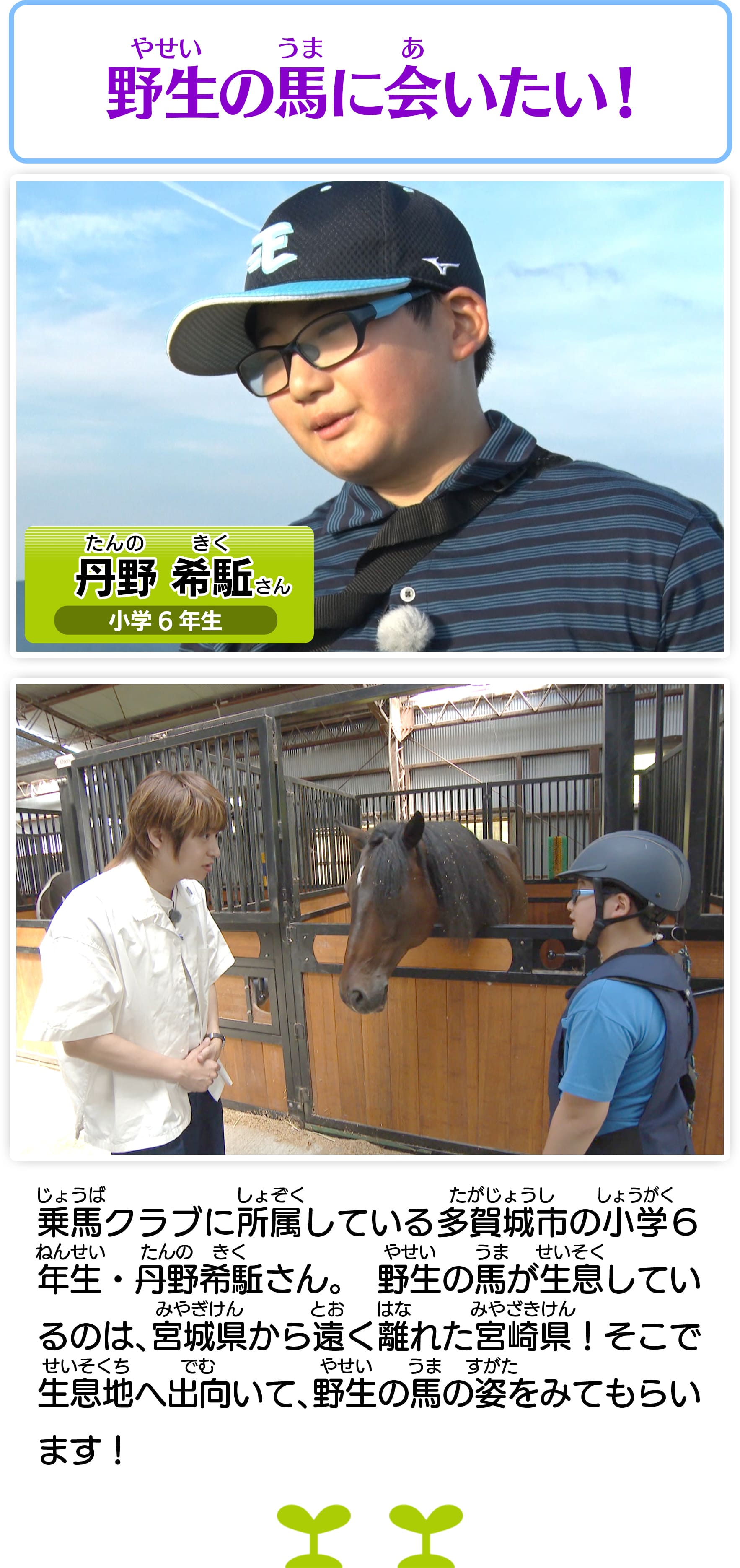 野生の馬に会いたい！