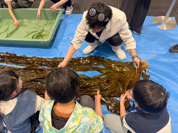 コンブとアマモを触ったり…