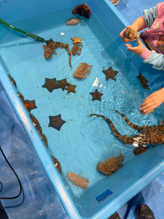 アマモの近くに住んでいる生きものたち